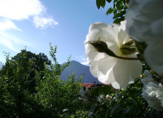 Kuckuck Weiße Rose