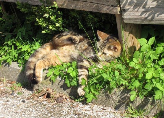 Katze Wuschl im Garten