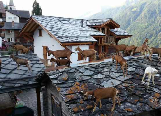 21 Ziegen auf dem Dach der Alten Mühle