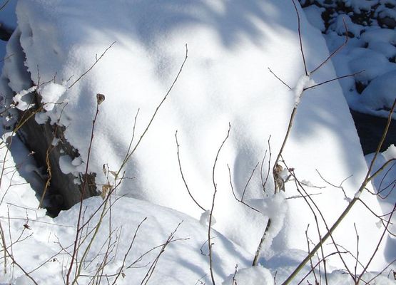 Schneebär in der nahen Schlucht