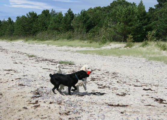 Am Strand Byrum/Öland findet jeder einen Platz! Hunde sind willkommen.